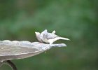 Tufted Titmouse (9)