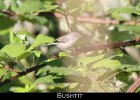 056 - 677 Bushtit