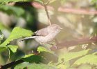 101Bushtit