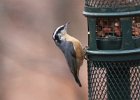 101Red-breasted Nuthatch
