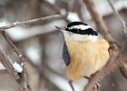 Red-breasted Nuthatch (1)