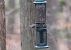 Red-breasted Nuthatch (15)