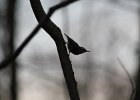 Red-breasted Nuthatch (19)