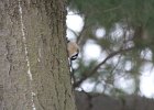 Red-breasted Nuthatch (21)