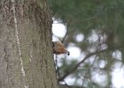 Red-breasted Nuthatch (22)