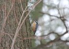 Red-breasted Nuthatch (23)