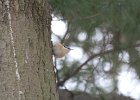 Red-breasted Nuthatch (25)