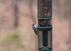 Red-breasted Nuthatch (28)
