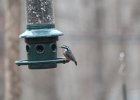 Red-breasted Nuthatch (33)