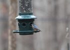 Red-breasted Nuthatch (34)