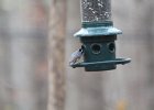 Red-breasted Nuthatch (35)