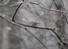 Red-breasted Nuthatch (38)