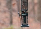 Red-breasted Nuthatch (39)