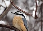 Red-breasted Nuthatch (4)