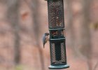 Red-breasted Nuthatch (40)