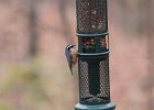 Red-breasted Nuthatch (41)