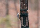 Red-breasted Nuthatch (42)
