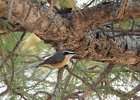 Red-breasted Nuthatch (44)