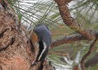 Red-breasted Nuthatch (45)