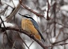 Red-breasted Nuthatch (5)