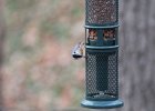 Red-breasted Nuthatch (6)