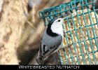 057 - 679 White-breasted Nuthatch