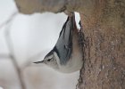 101White-breasted Nuthatch