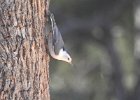 Arizona Nuthatch (2)
