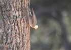 Arizona Nuthatch (3)