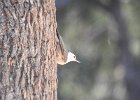 Arizona Nuthatch (4)