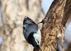 White-breasted Nuthatch (1)