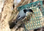 White-breasted Nuthatch (10)