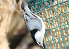 White-breasted Nuthatch (11)
