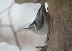 White-breasted Nuthatch (12)