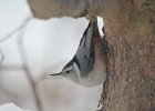 White-breasted Nuthatch (13)