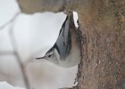 White-breasted Nuthatch (14)