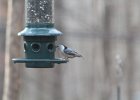 White-breasted Nuthatch (19)