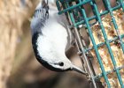 White-breasted Nuthatch (2)