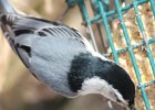 White-breasted Nuthatch (3)
