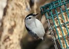 White-breasted Nuthatch (4)