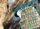White-breasted Nuthatch (5)