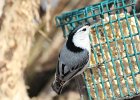 White-breasted Nuthatch (6)