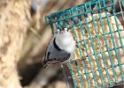 White-breasted Nuthatch (7)