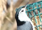 White-breasted Nuthatch (8)