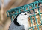 White-breasted Nuthatch (9)