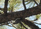 Pygmy Nuthatch (10)