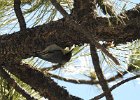 Pygmy Nuthatch (11)