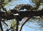 Pygmy Nuthatch (12)