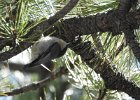 Pygmy Nuthatch (13)
