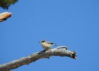 Pygmy Nuthatch (14)